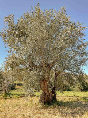 Oliveira/Olive Tree